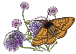 Papillon Damier de la succise - Marsh fritillary butterfly